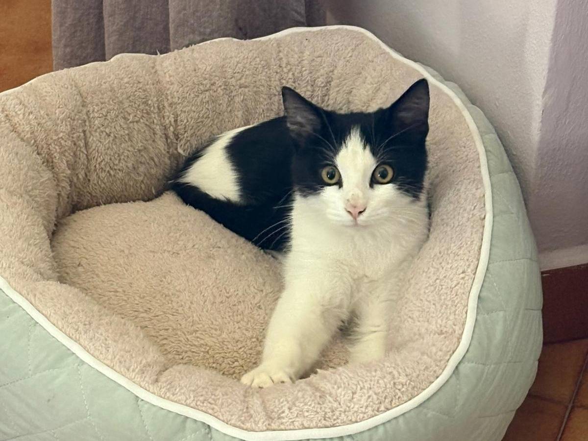 Adozione gatto, maschio, Razza sconosciuta Razza sconosciuta, 4 mesi, taglia non valida, Firenze