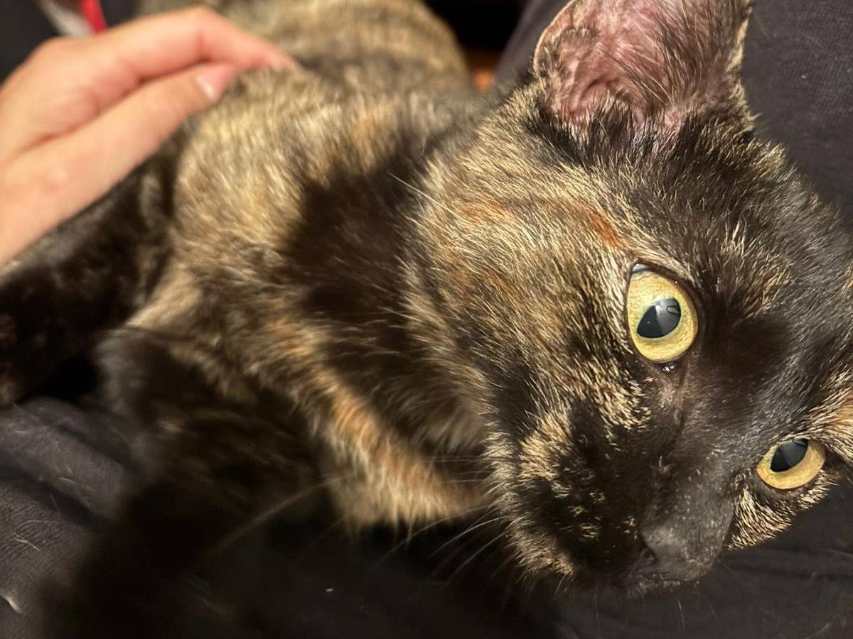 Adozione gatto, femmina, Razza sconosciuta Razza sconosciuta, 4 mesi, taglia non valida, Firenze