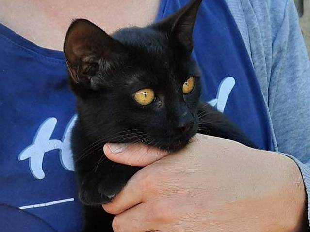 Adozione gatto, femmina, Razza sconosciuta Razza sconosciuta, 4 mesi, taglia non valida, Firenze