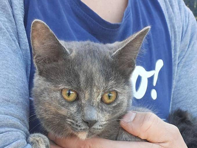 Adozione gatto, femmina, Razza sconosciuta Razza sconosciuta, 4 mesi, taglia non valida, Firenze