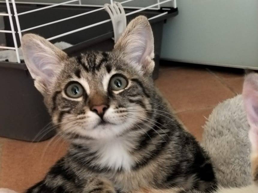 Adozione gatto, maschio, Razza sconosciuta Razza sconosciuta, 3 mesi, taglia non valida, Firenze