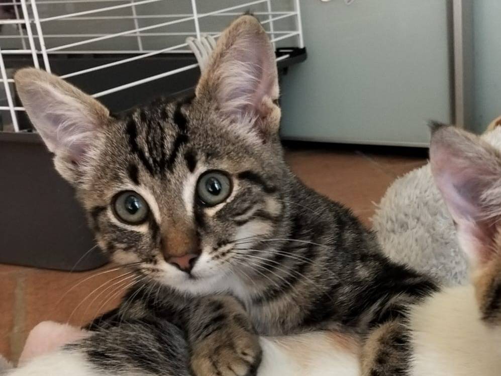 Adotta un gatto, maschio, 3 mesi, Firenze