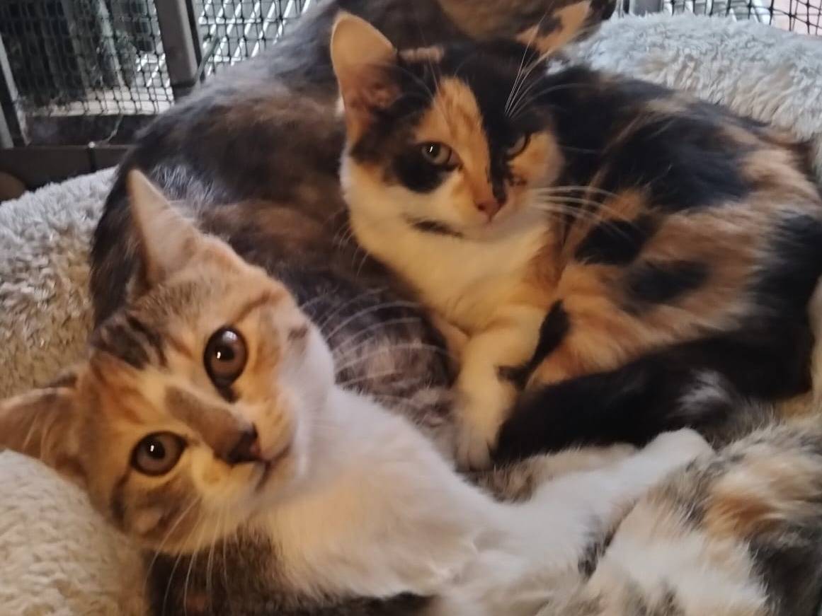 Adozione gatto, femmina, Razza sconosciuta Razza sconosciuta, 3 mesi, taglia non valida, Firenze