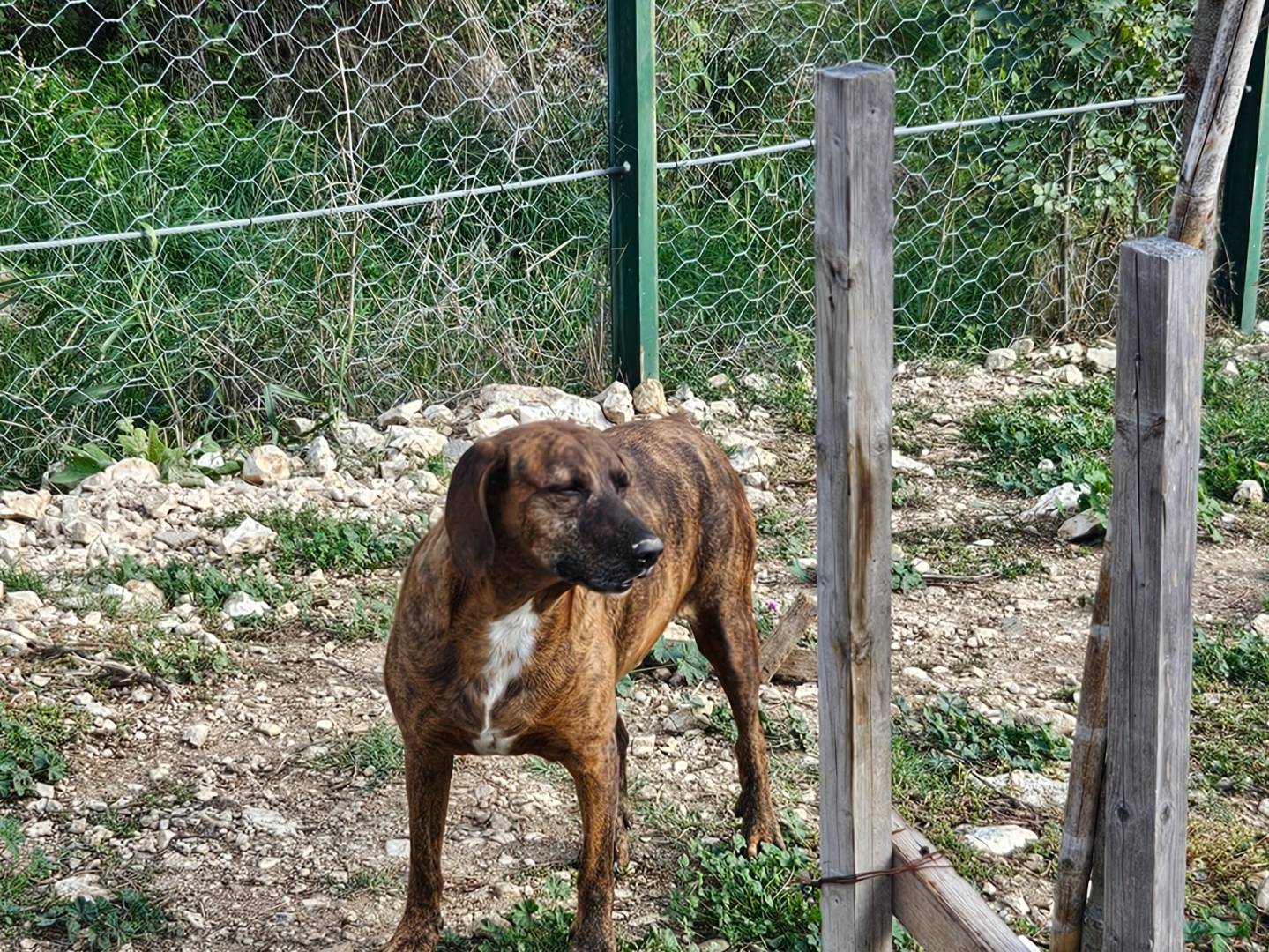 Adozione cane, maschio, Segugio Razza sconosciuta, 6 anni e 10 mesi, taglia media, Terni