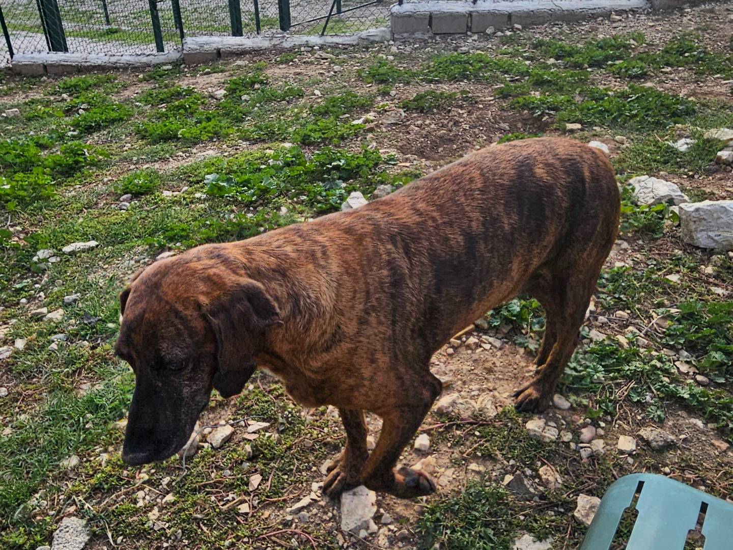 Adotta un cane, taglia media, maschio, Terni