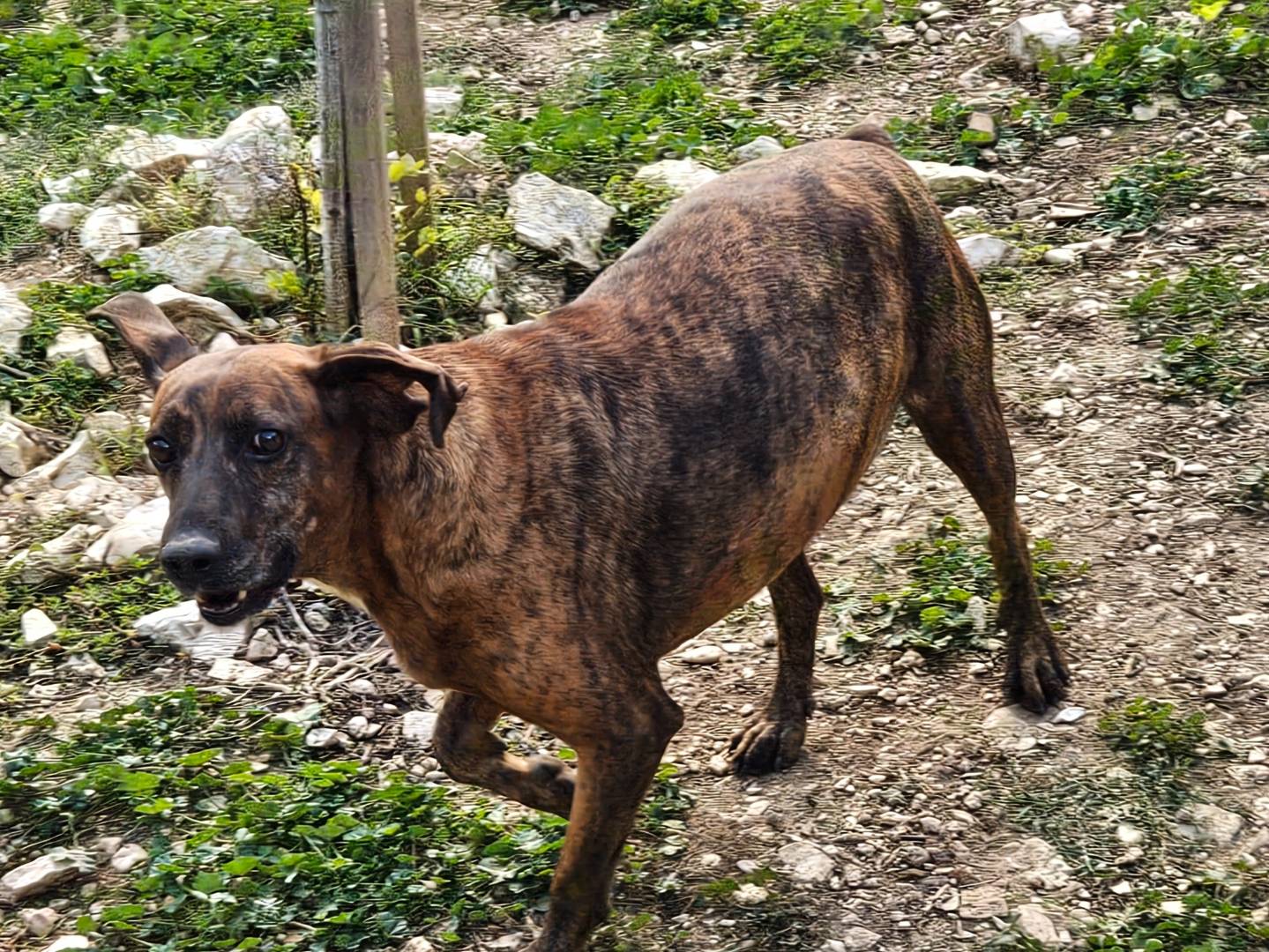 Vuoi adottare un cane a Terni?