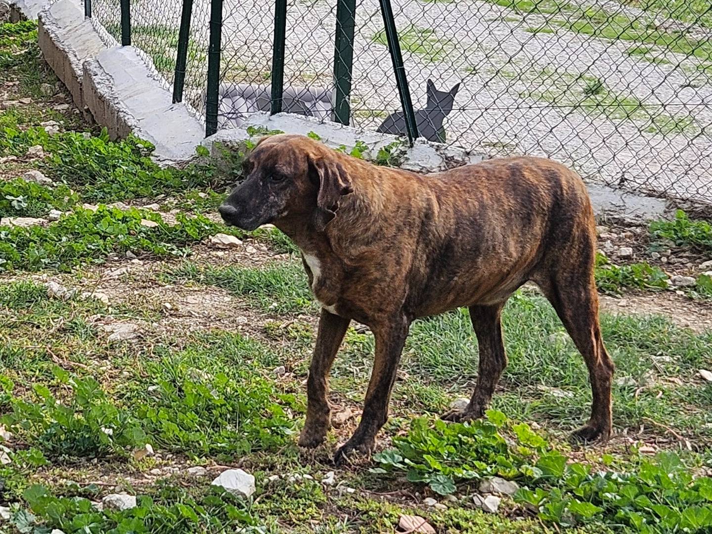 Adotta il cane Erasmo a Terni