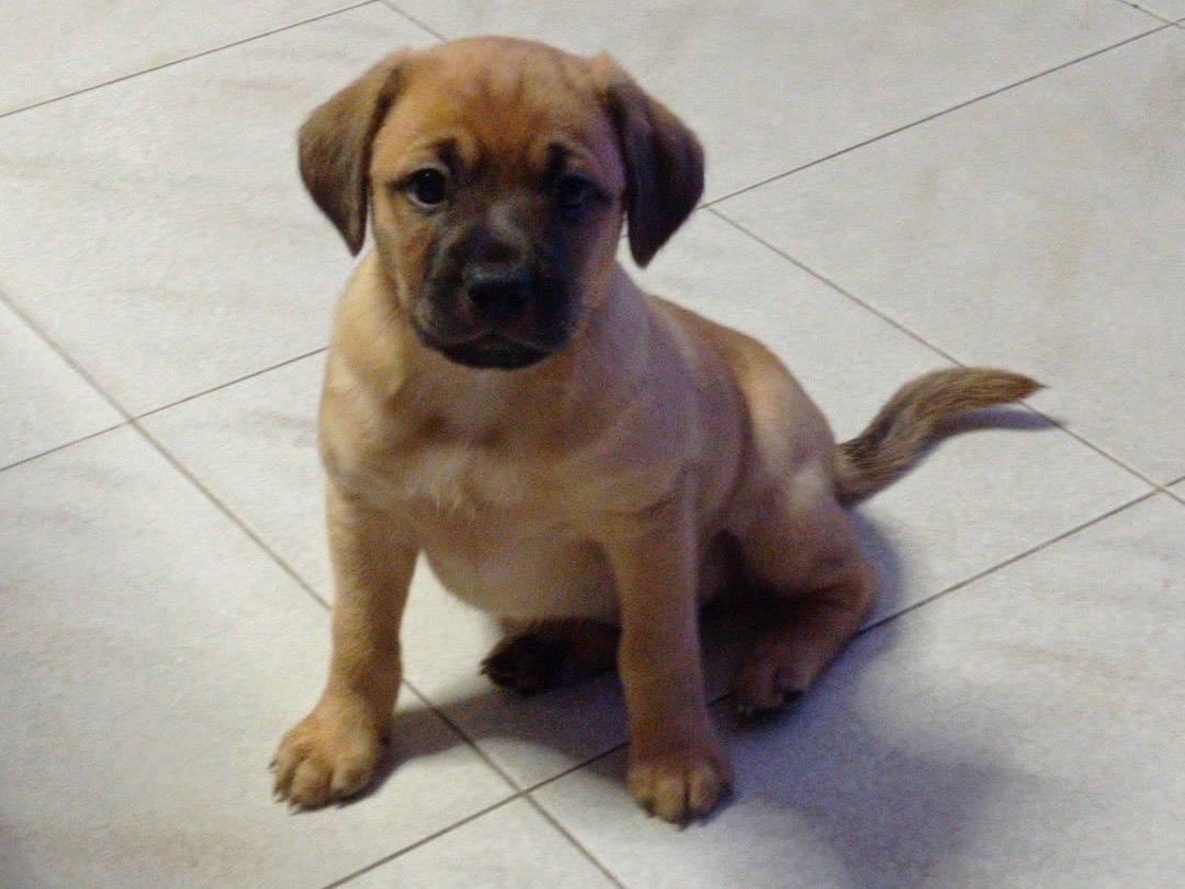 Adozione cane, maschio, Bassotto Razza sconosciuta, 2 mesi, taglia piccola, Potenza