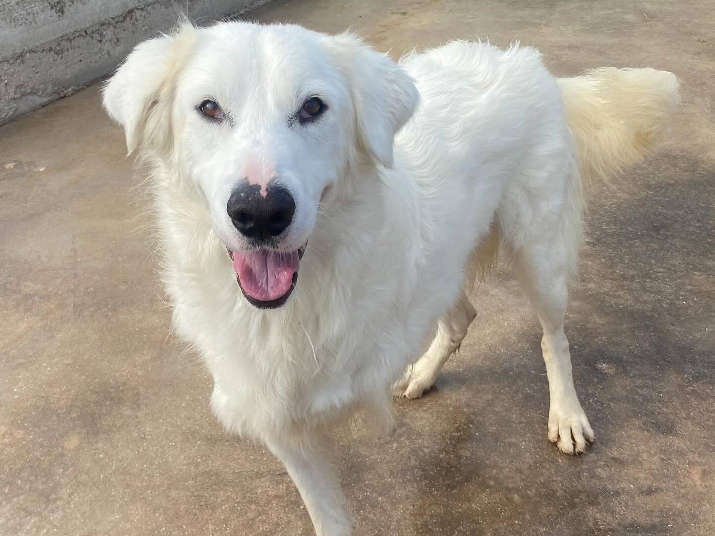 Adozione cane, maschio, Razza sconosciuta Razza sconosciuta, 2 anni e 11 mesi, taglia media, Latina