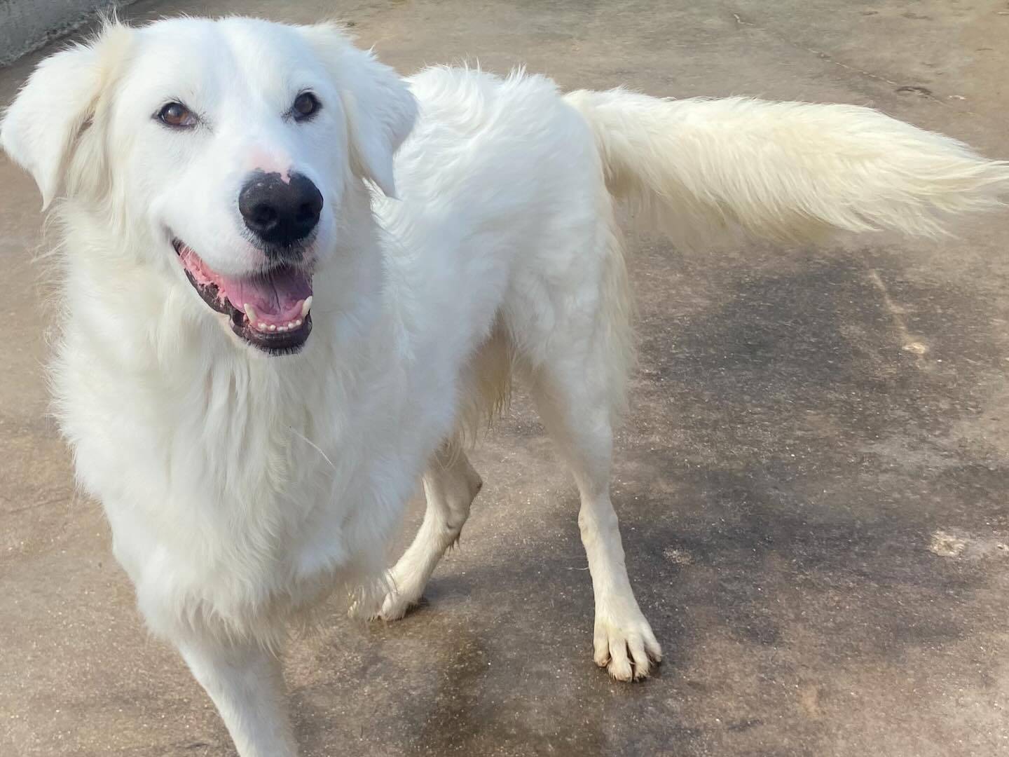 Adotta un cane, maschio, 2 anni e 11 mesi, Latina