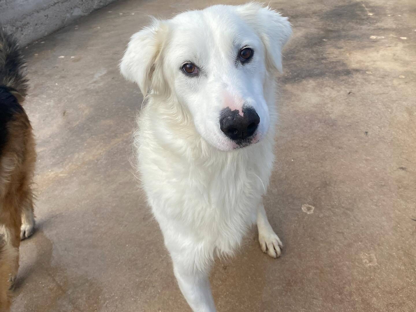 Adotta un cane, taglia media, maschio, Latina