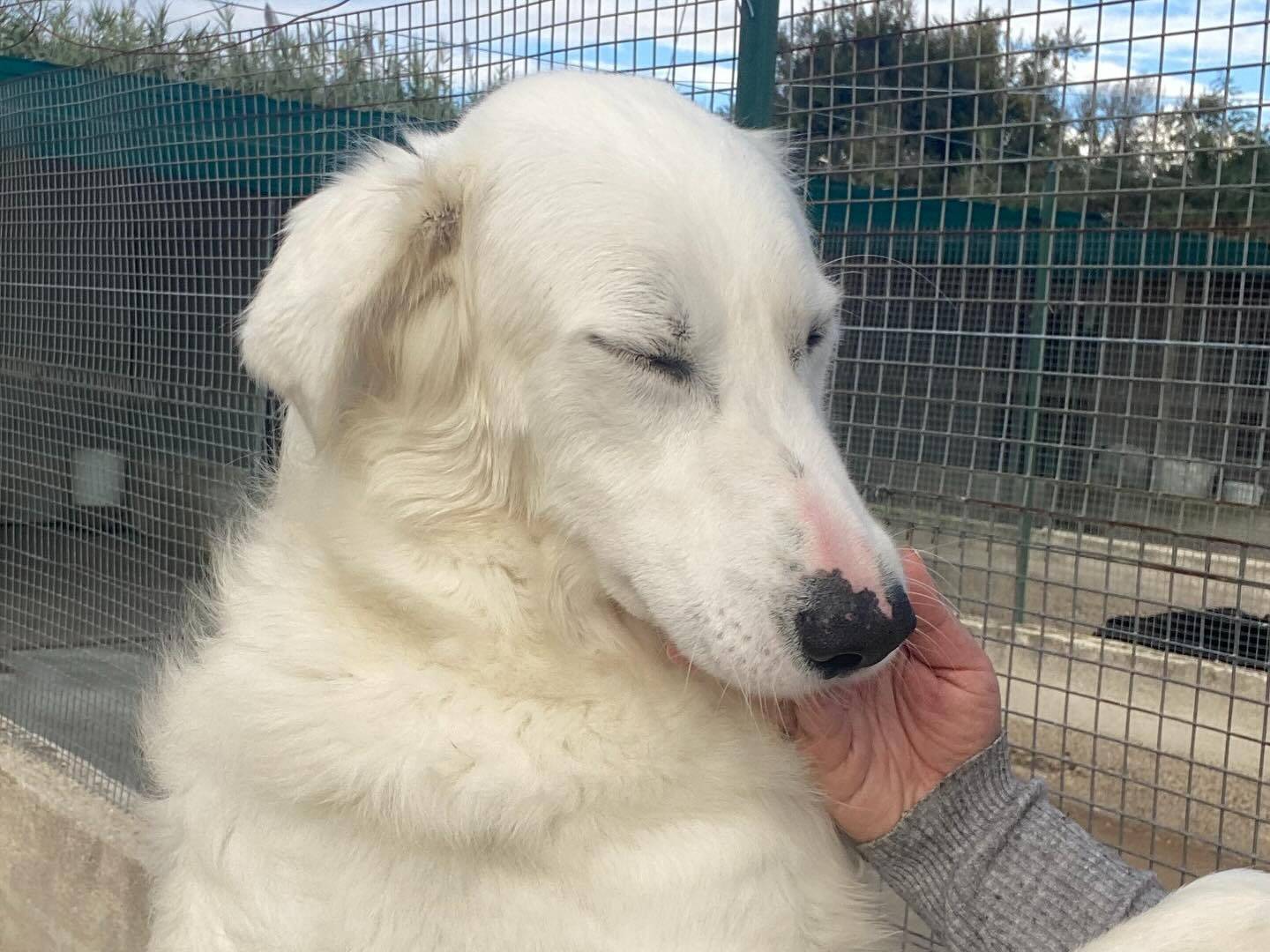 Vuoi adottare un cane a Latina?