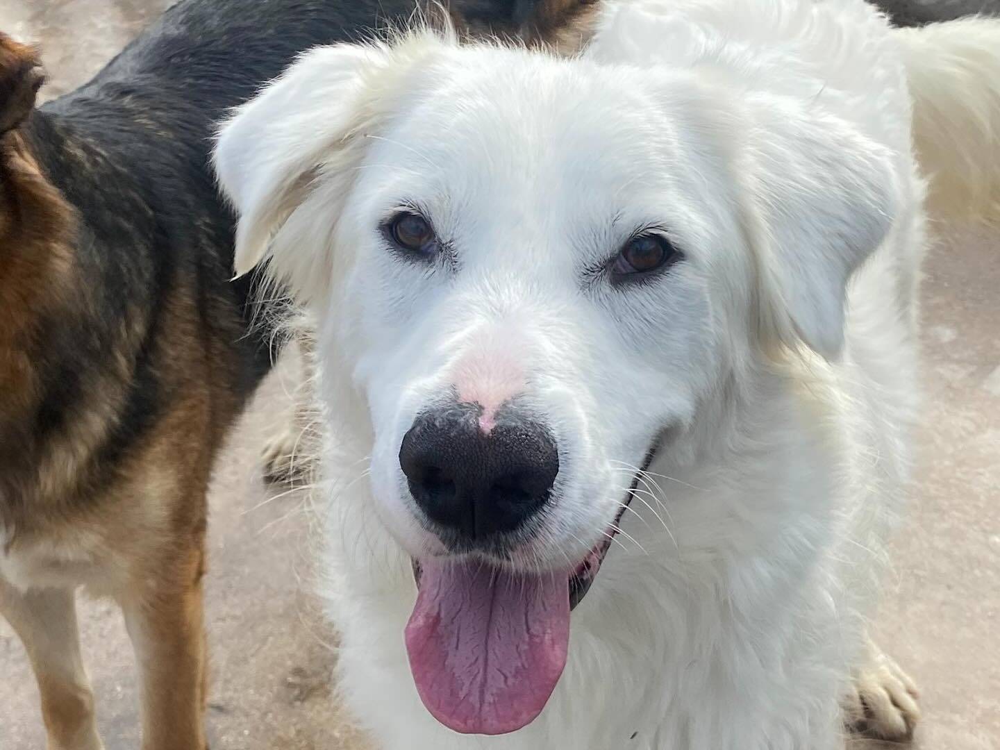 Adotta il cane Ghali a Latina