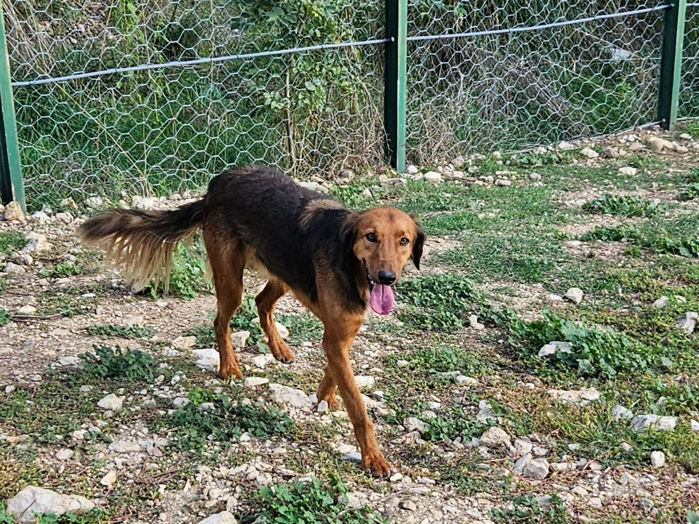 Vuoi adottare un cane a Terni?