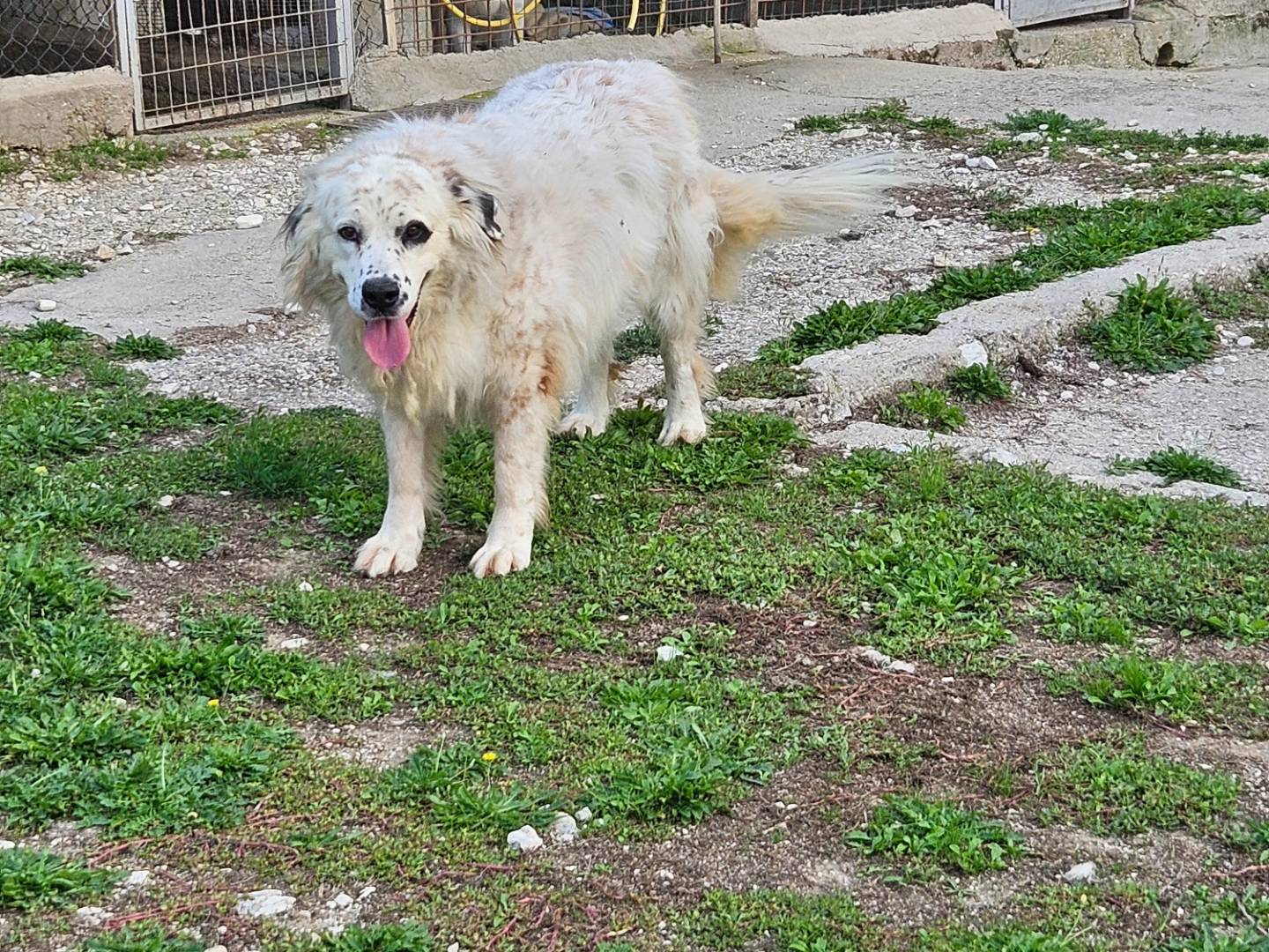 Adotta il cane Tina a Terni