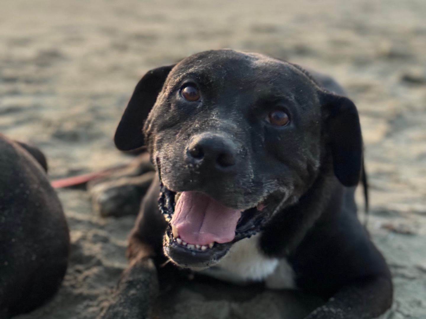 Adozione cane, maschio, Pitbull Razza sconosciuta, 7 anni e 3 mesi, taglia grande, Napoli