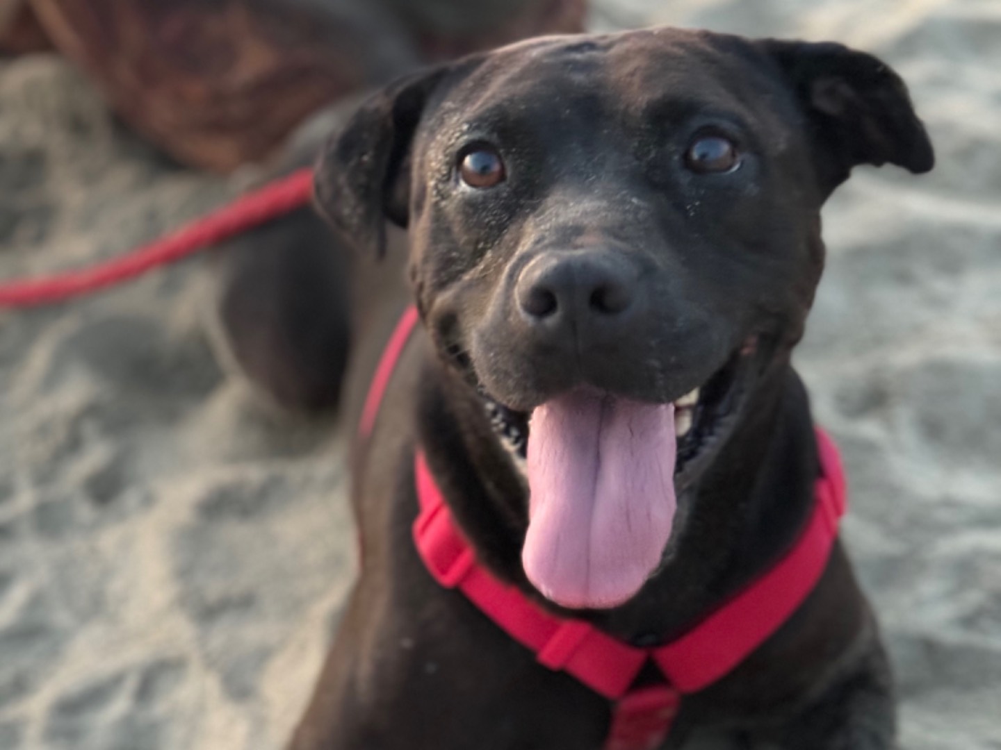 Adozione cane, femmina, Pitbull Razza sconosciuta, 7 anni e 1 mese, taglia grande, Napoli