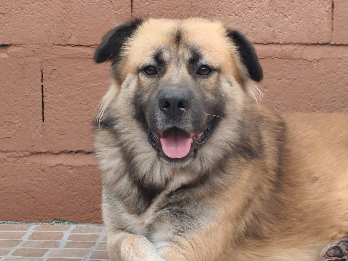 Adozione cane, maschio, Razza sconosciuta Razza sconosciuta, 2 anni e 2 mesi, taglia gigante, Reggio