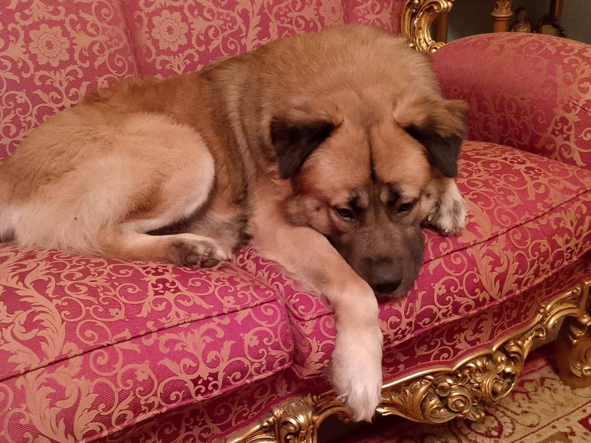 Adotta un cane, maschio, 2 anni e 2 mesi, Reggio