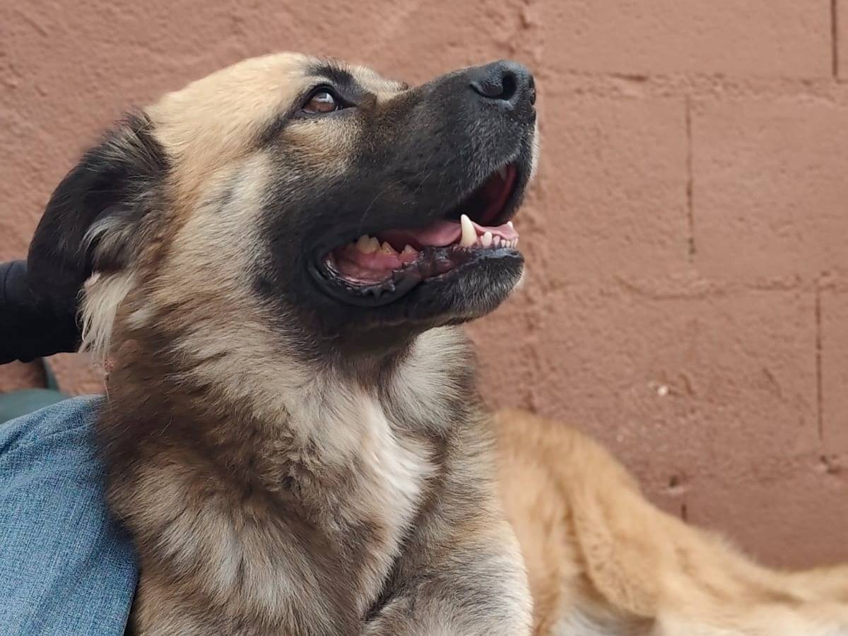 Vuoi adottare un cane a Reggio?