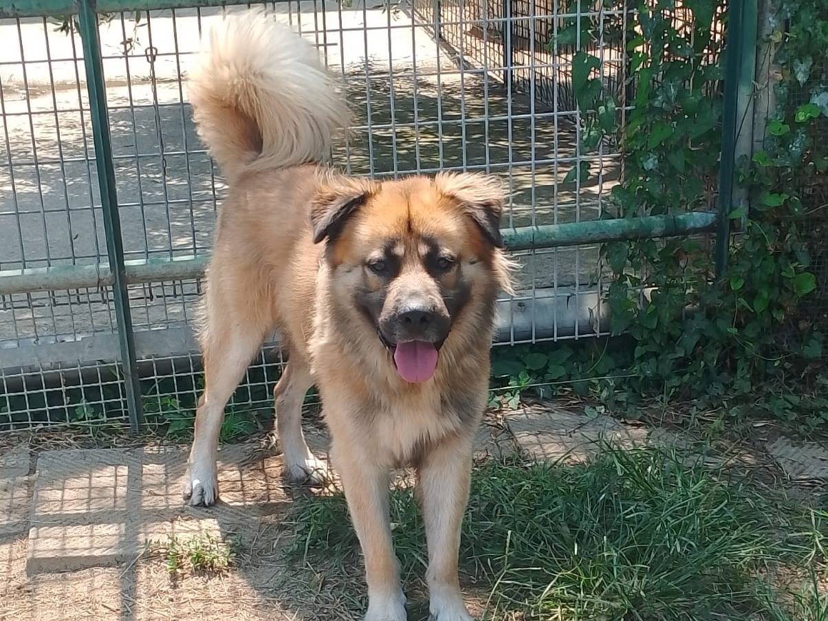 Adotta il cane ORLER a Reggio