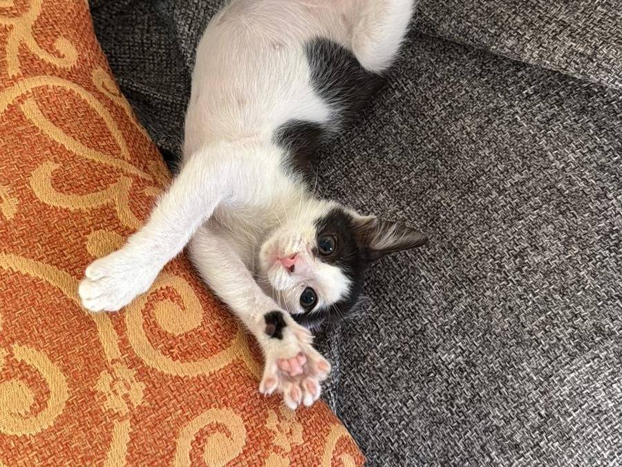 Adozione gatto, maschio, Razza sconosciuta Razza sconosciuta, 2 mesi, taglia non valida, Agrigento