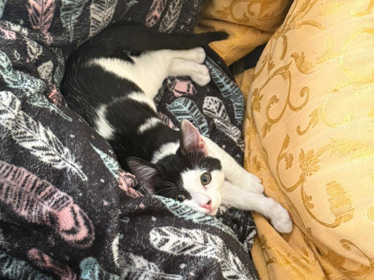 Adotta un gatto, maschio, 2 mesi, Agrigento