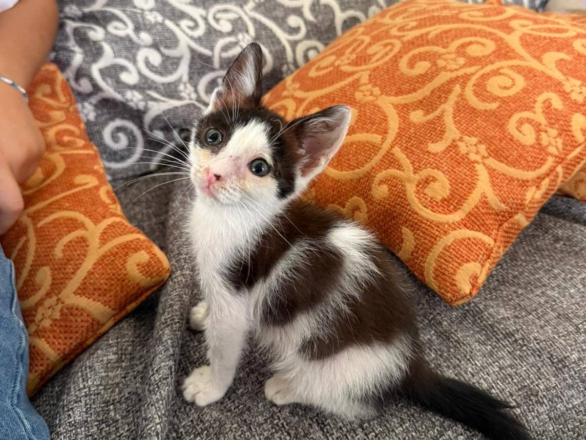 Adotta un gatto, taglia non valida, maschio, Agrigento