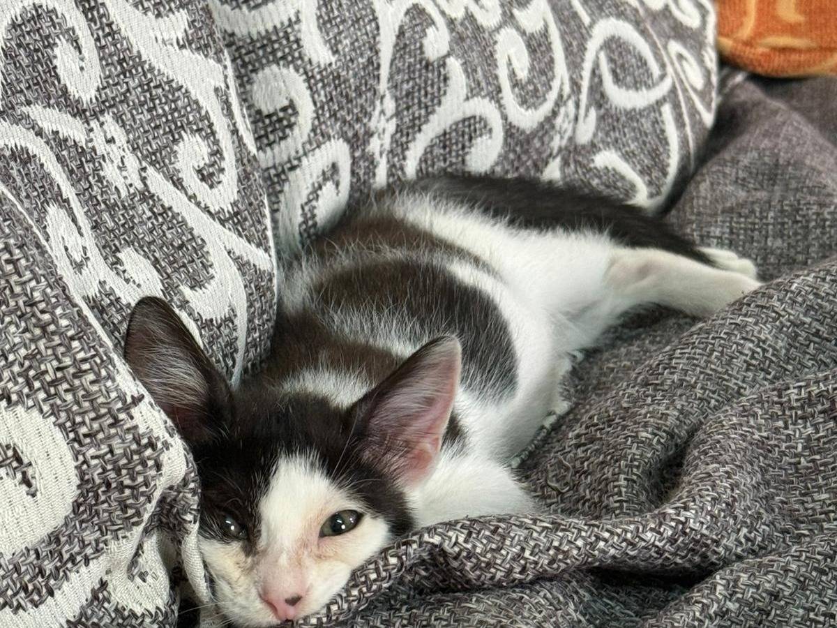 Adotta il gatto Merlino a Agrigento