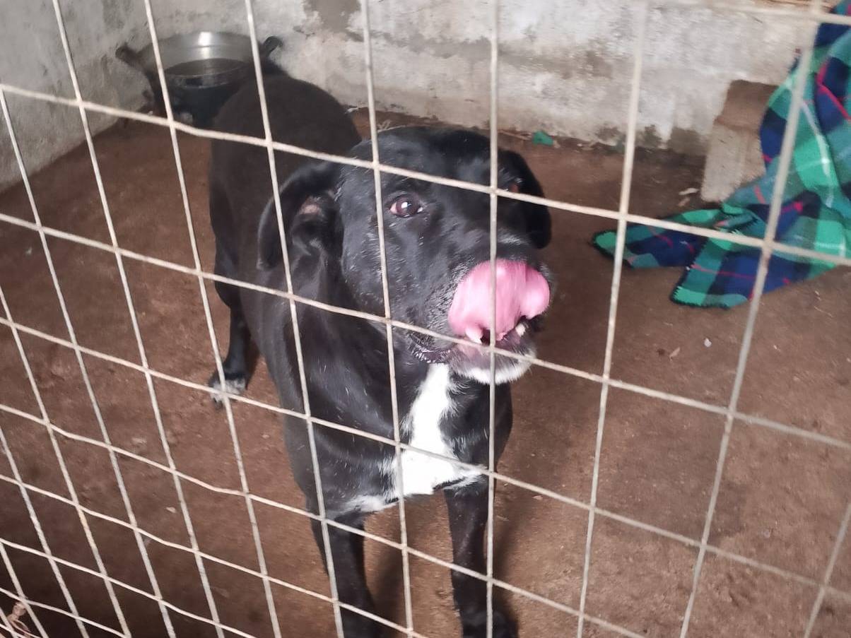 Vuoi adottare un cane a Reggio?