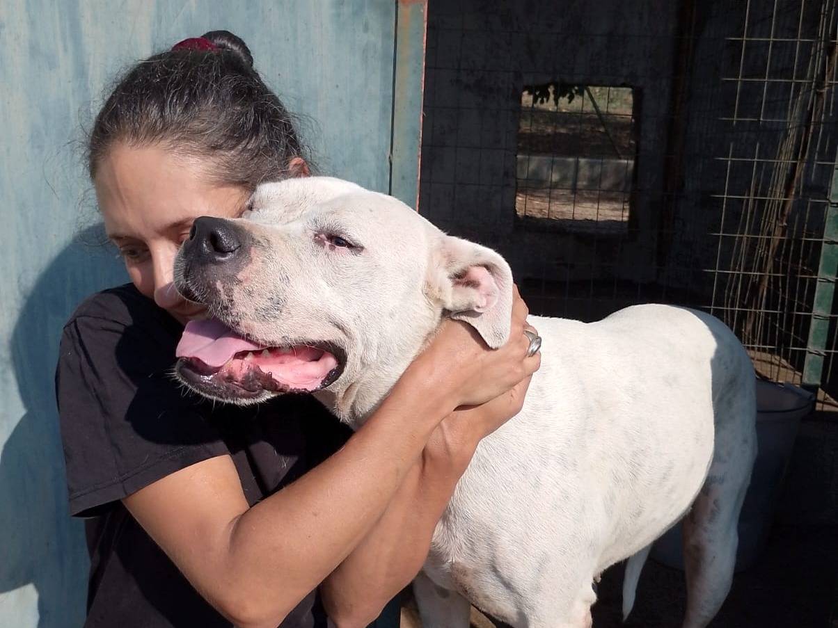 Vuoi adottare un cane a Reggio?