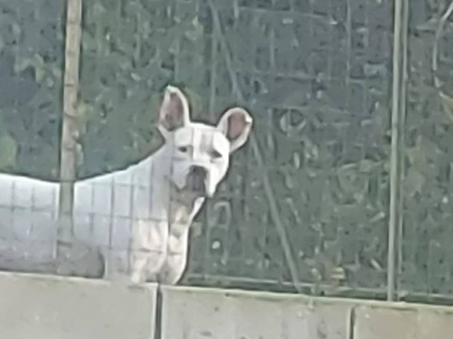 Adotta il cane OPI a Reggio