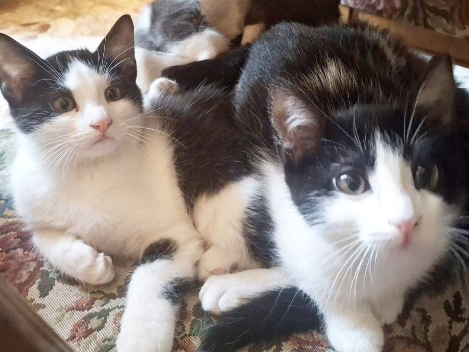 Adotta un gatto, maschio, 3 mesi, Torino