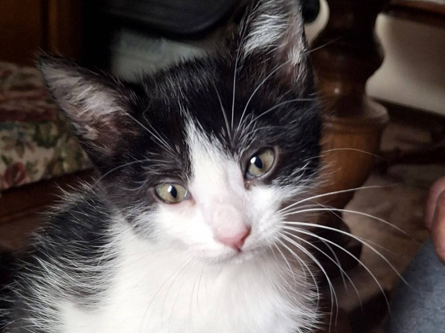 Vuoi adottare un gatto a Torino?