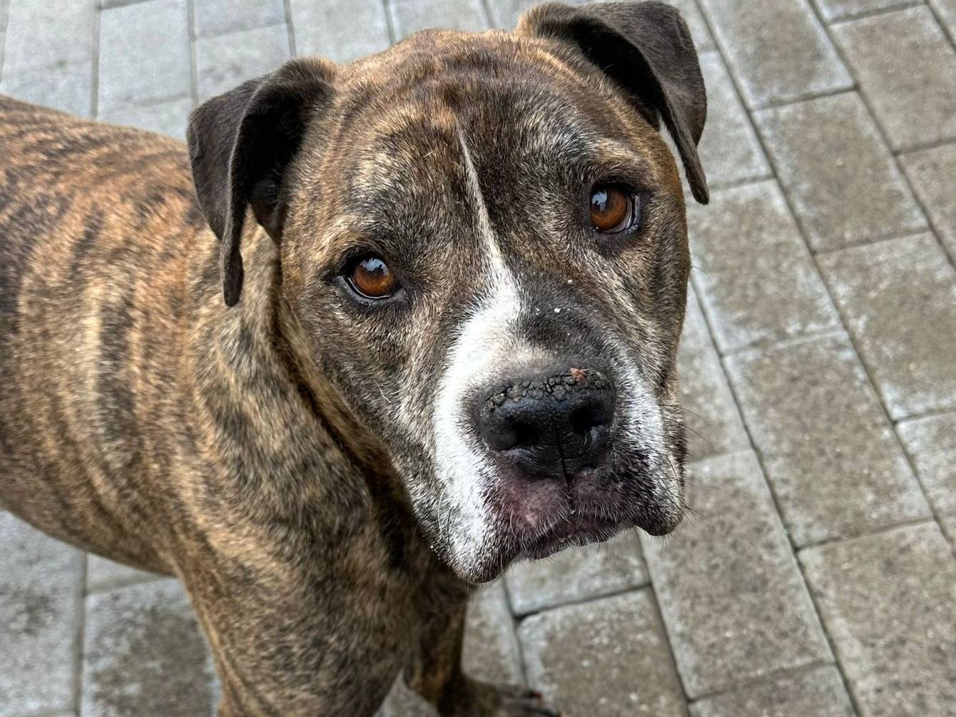 Adozione cane, maschio, Razza sconosciuta Razza sconosciuta, 9 anni e 7 mesi, taglia media, Milano