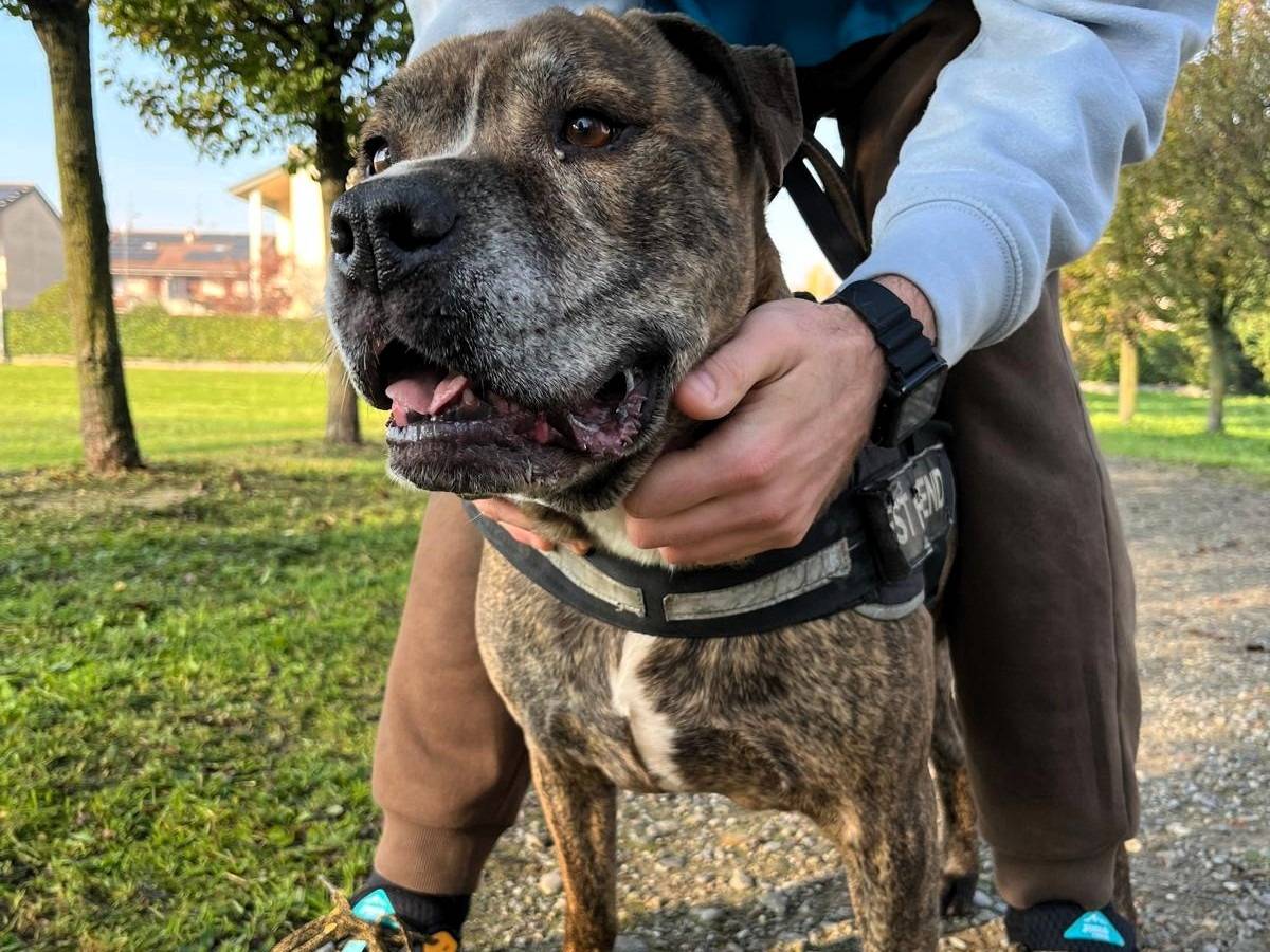 Adotta un cane, maschio, 9 anni e 7 mesi, Milano