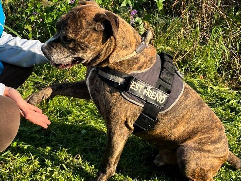 Adotta un cane, taglia media, maschio, Milano