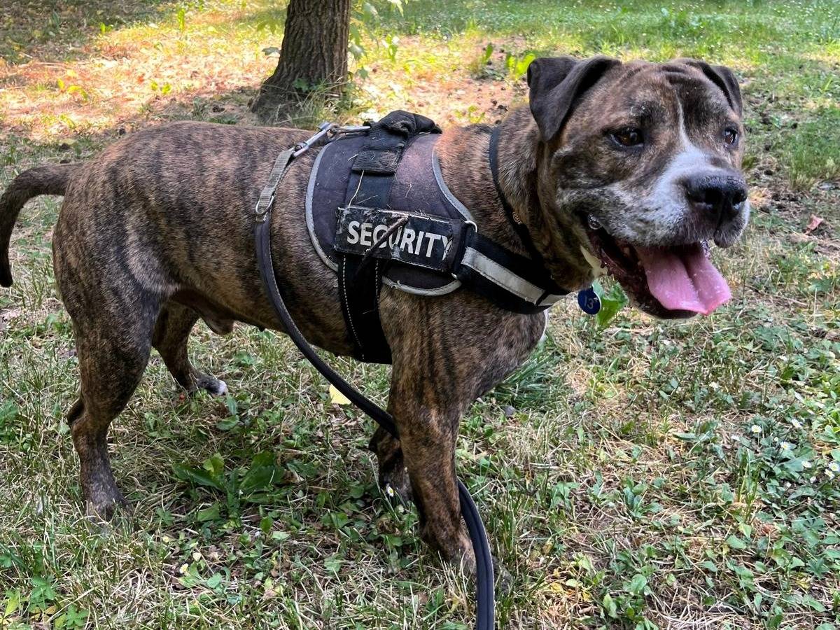 Vuoi adottare un cane a Milano?