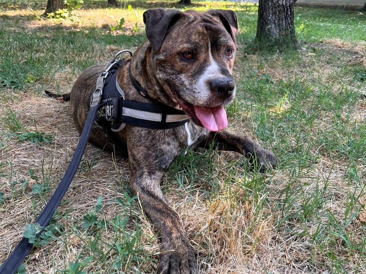 Adotta il cane THOR a Milano