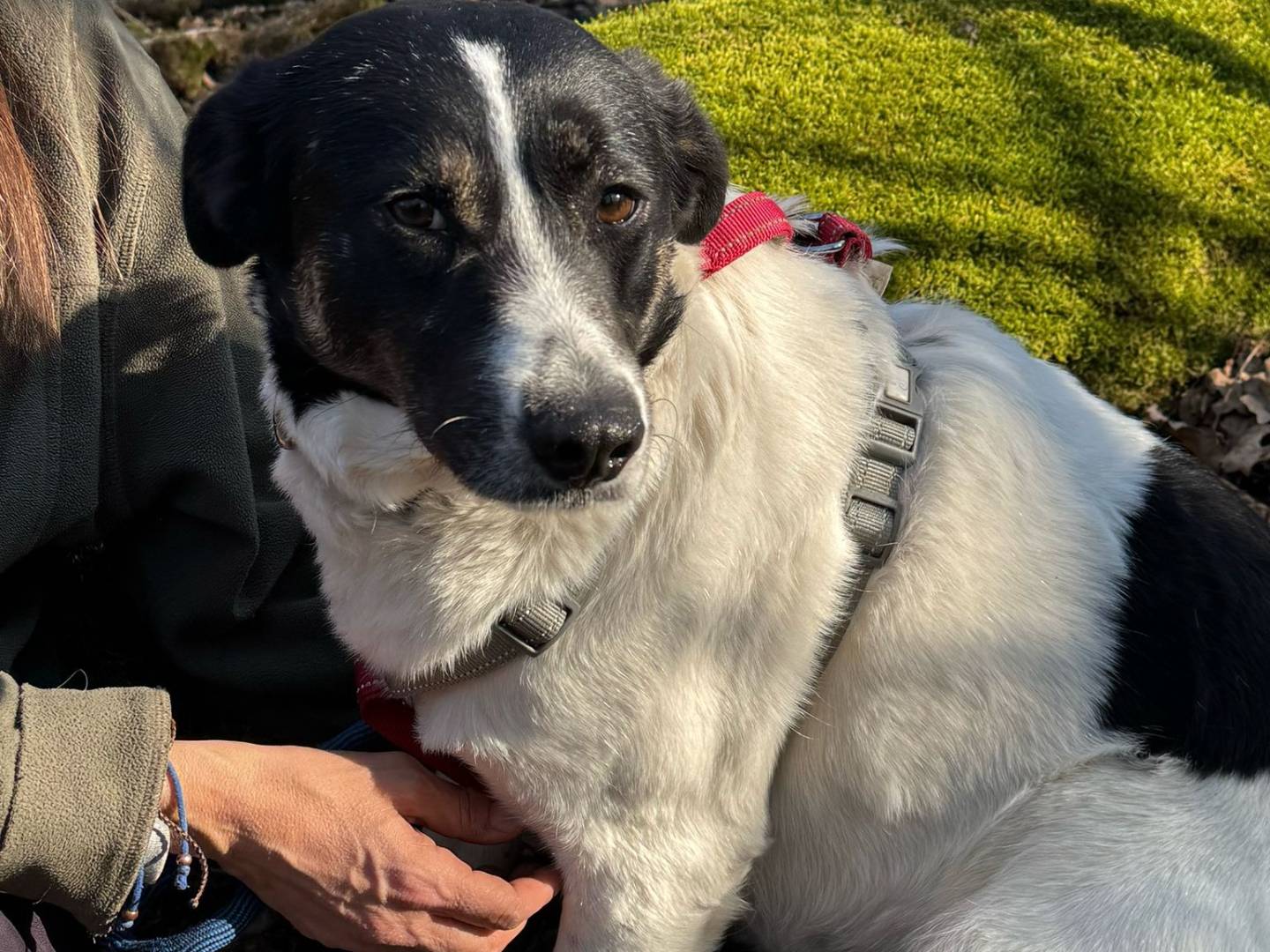 Adotta un cane, femmina, 3 anni e 3 mesi, Milano