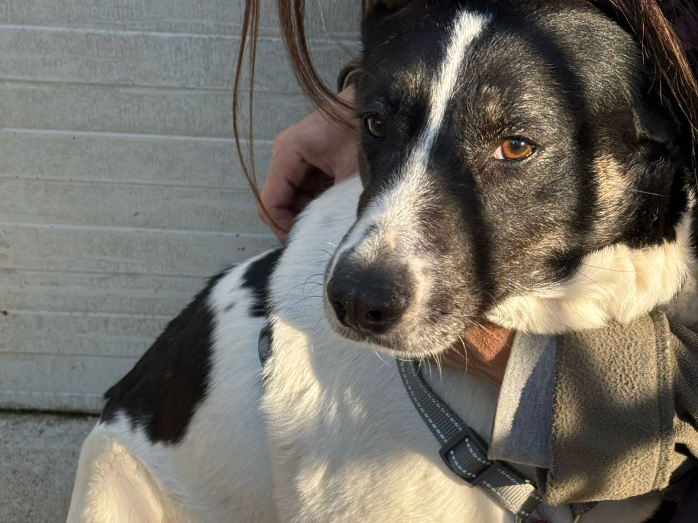 Vuoi adottare un cane a Milano?