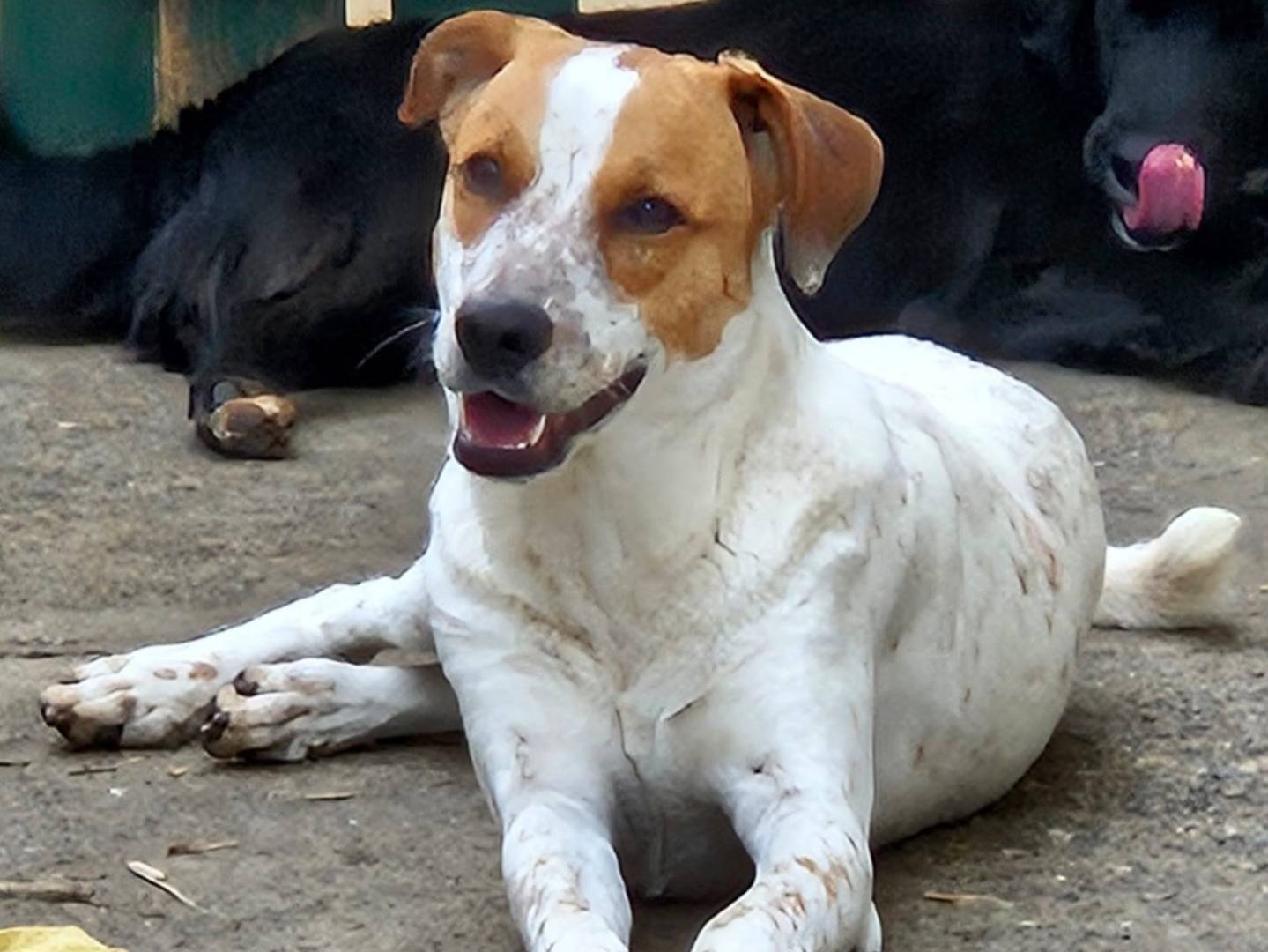 Adotta un cane, maschio, 8 mesi, Varese