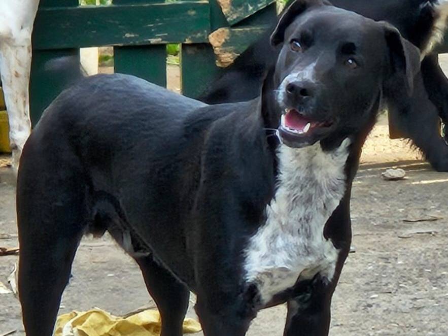 Adotta un cane, taglia media, maschio, Varese