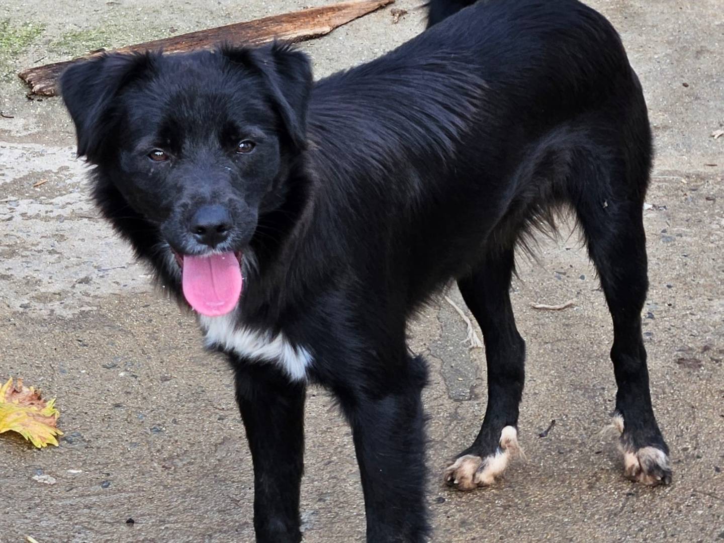 Vuoi adottare un cane a Varese?