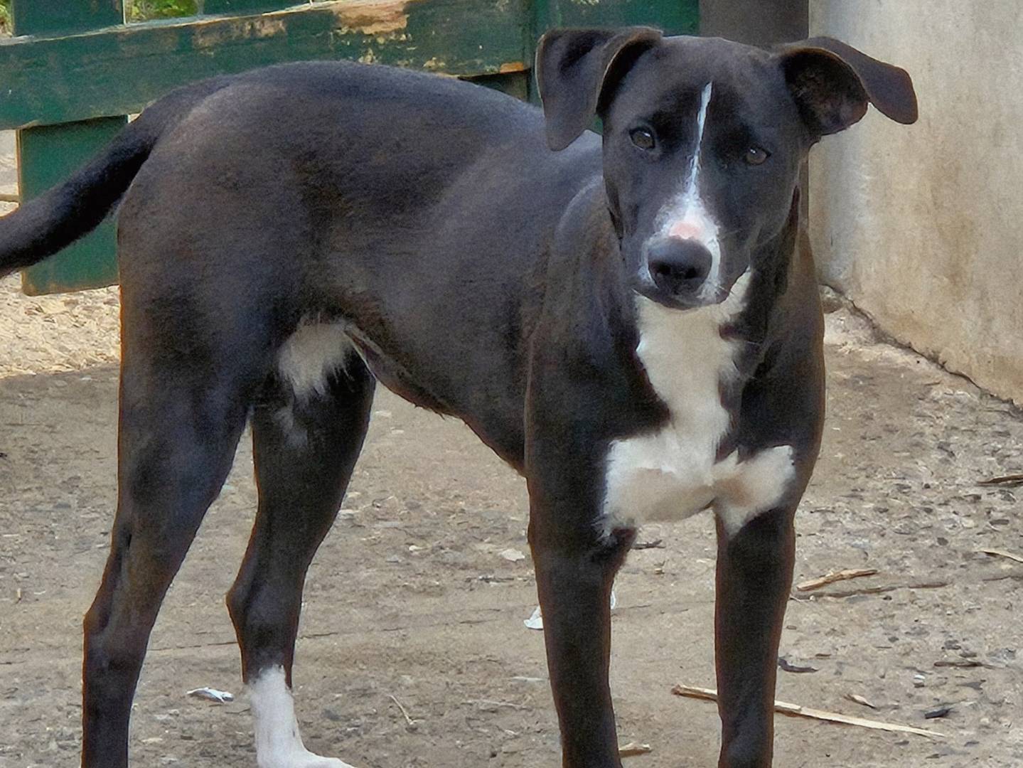 Adotta il cane MERAVIGLIE MIX LABRADOR SETTER a Varese