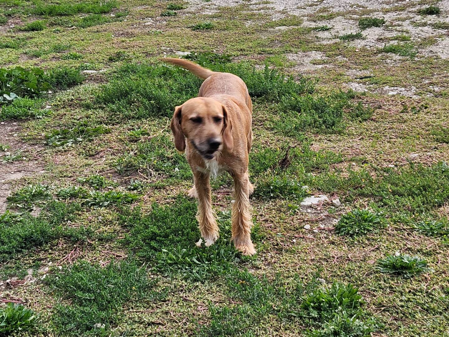 Adotta un cane, maschio, 3 anni e 10 mesi, Terni