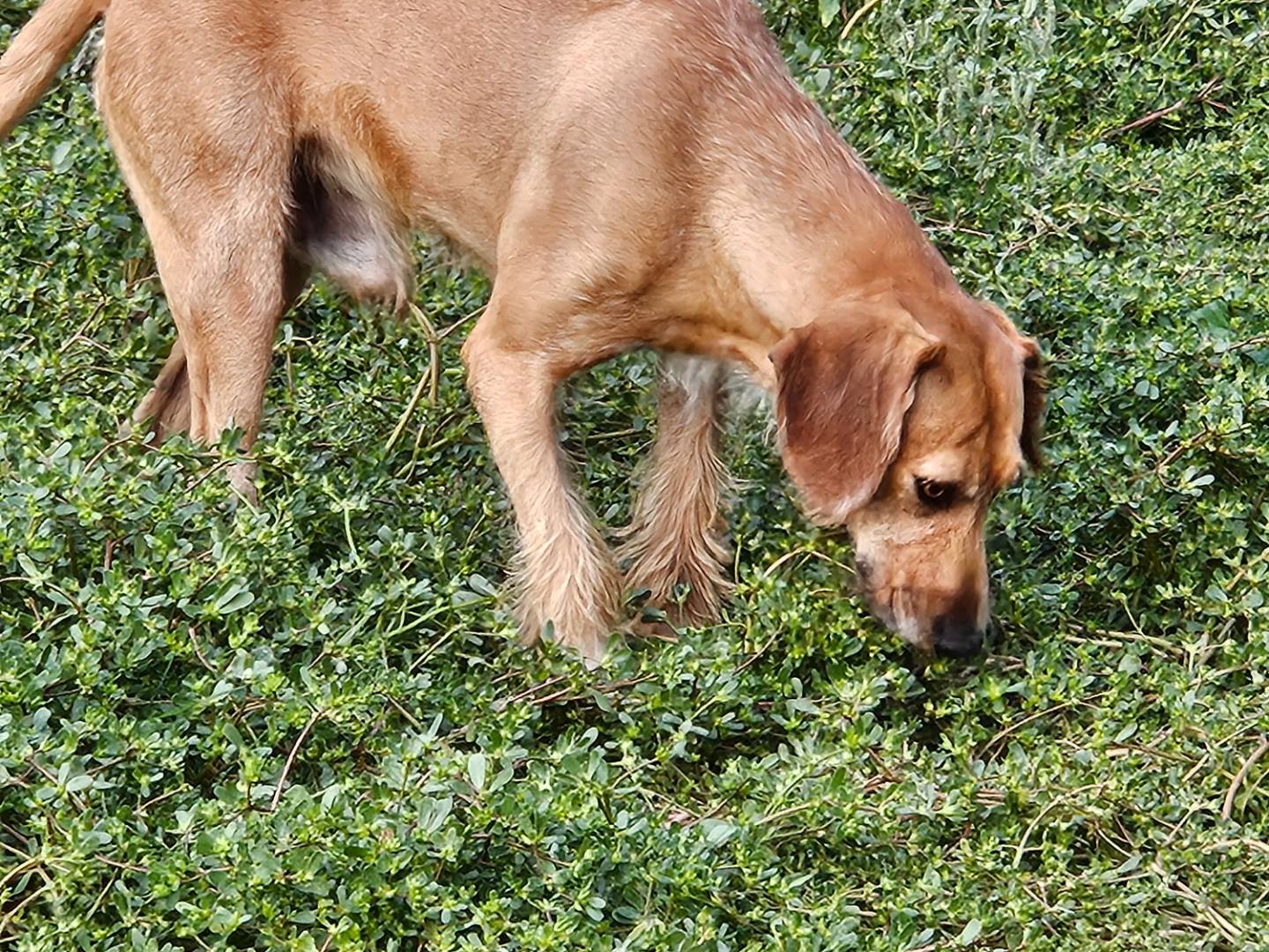 Adotta un cane, taglia media, maschio, Terni