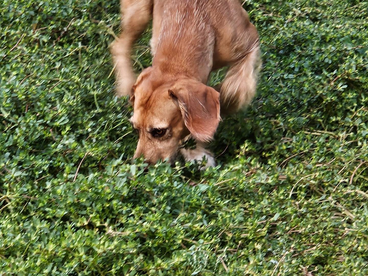 Vuoi adottare un cane a Terni?