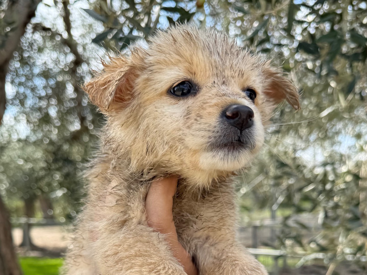 Adozione cane, femmina, Razza sconosciuta Razza sconosciuta, 2 mesi, taglia piccola, Matera