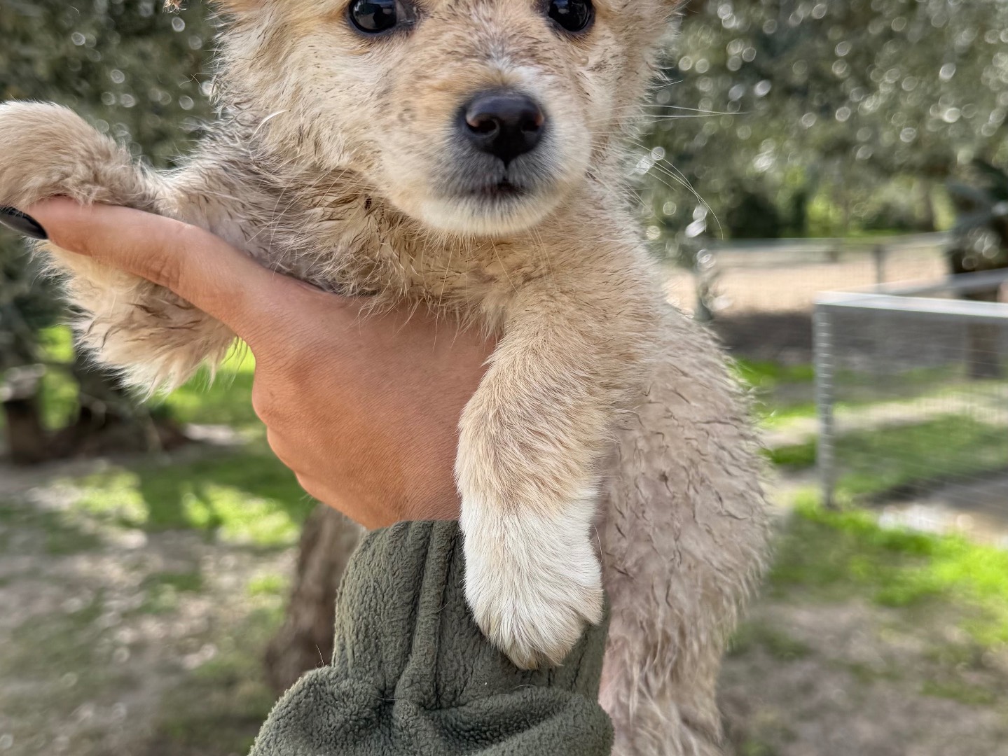 Adotta un cane, femmina, 2 mesi, Matera